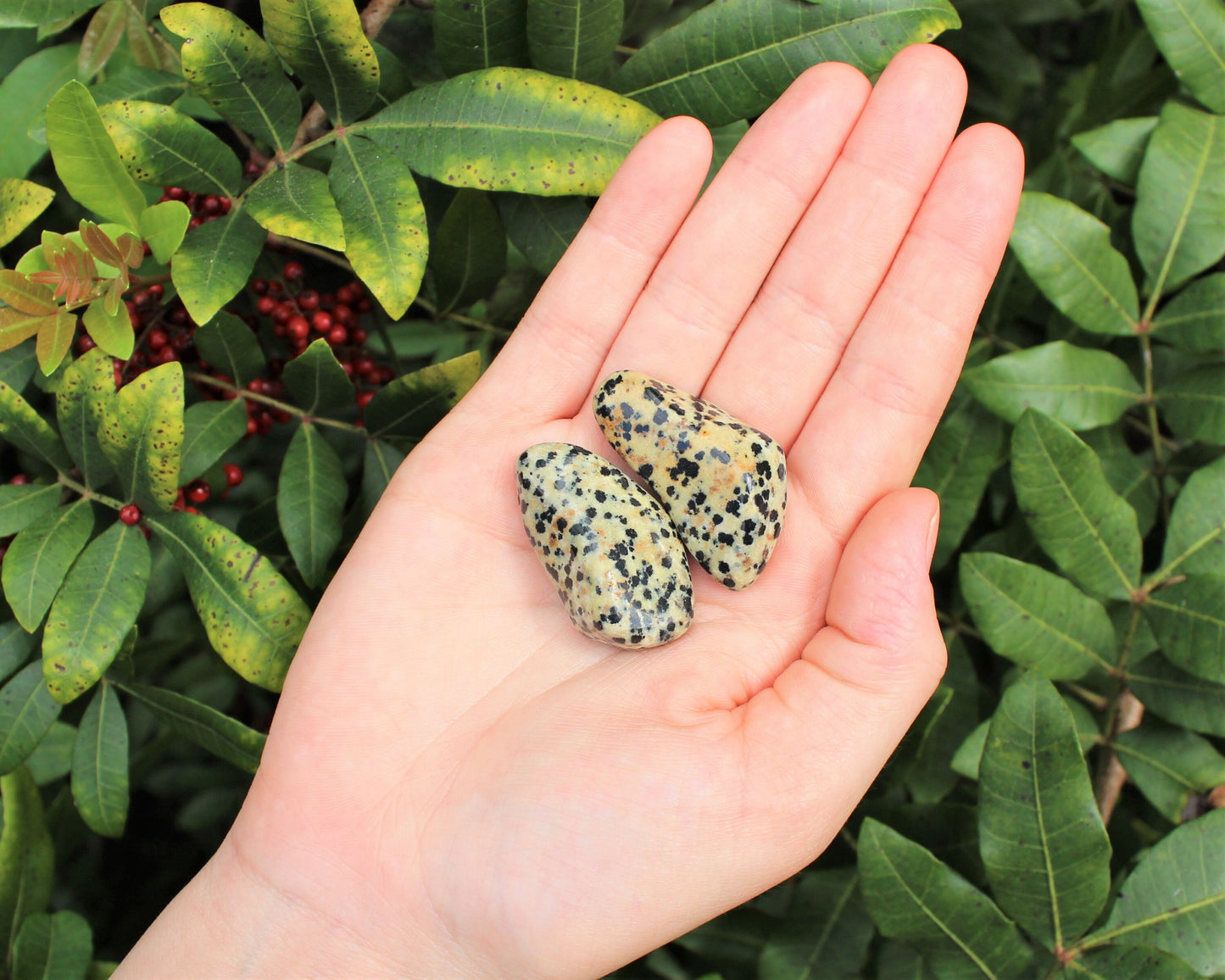 Dalmation Jasper Tumbled Stones