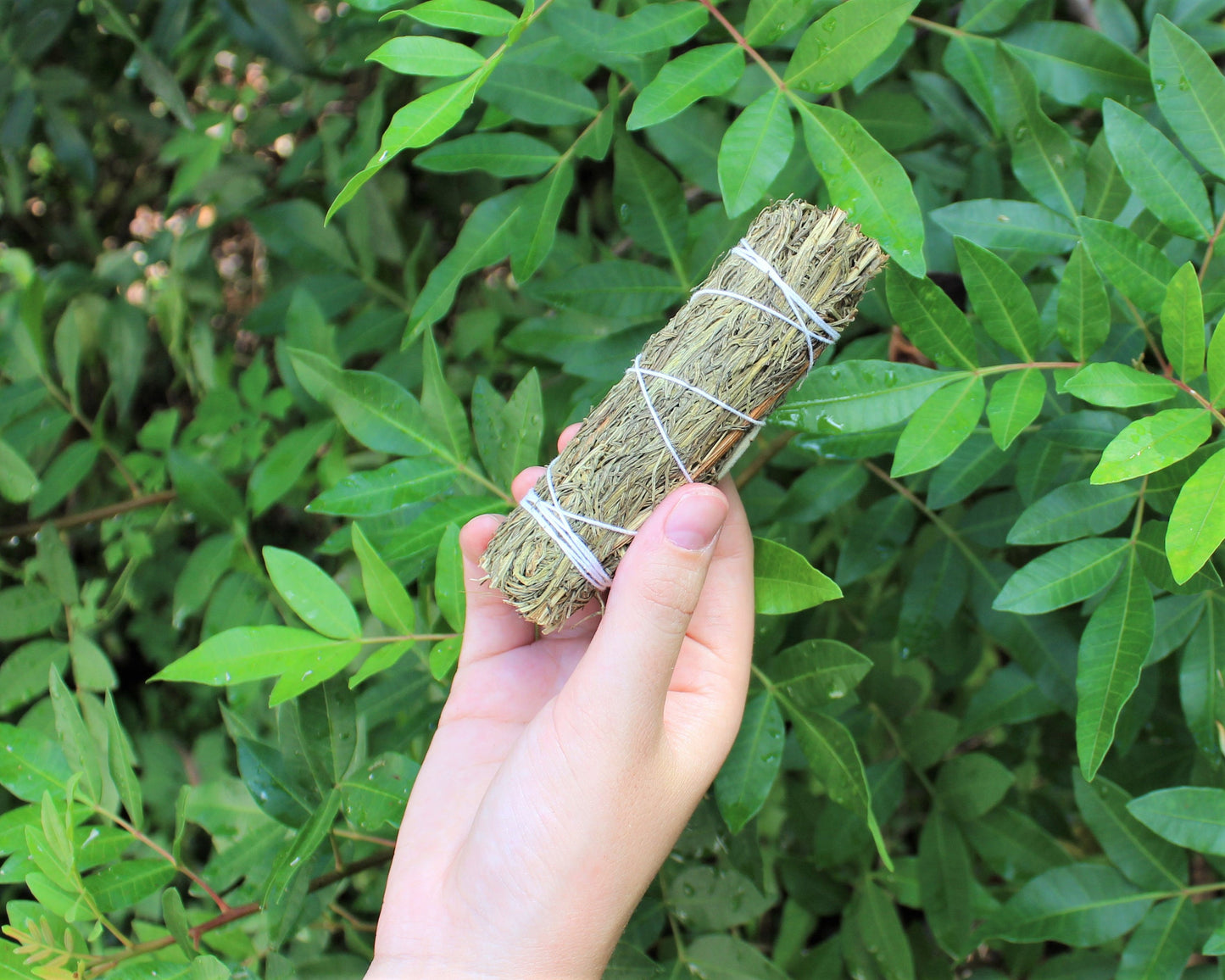 Desert Majik Sage Smudge In Bundles