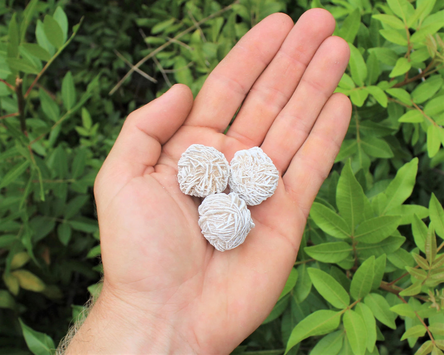 Desert Rose Selenite Grade Buds