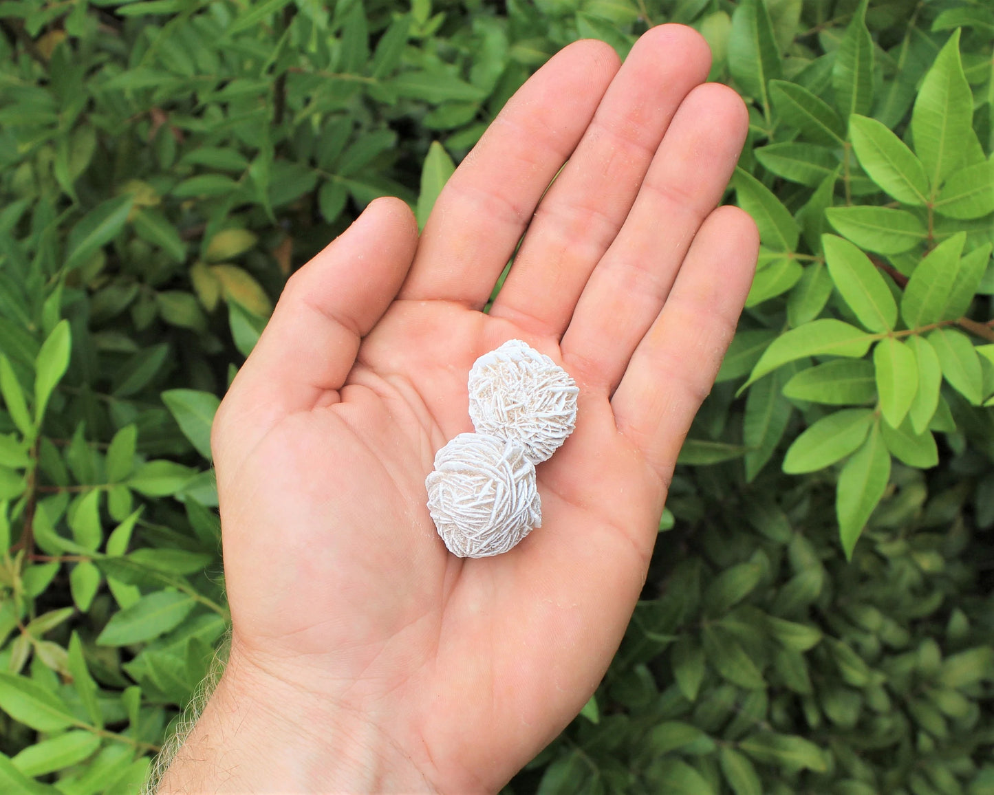 Desert Rose Selenite Grade Buds