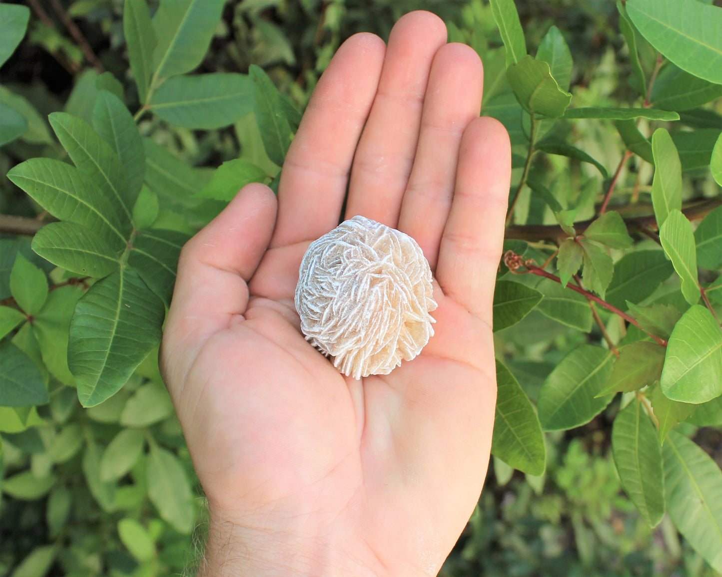 Large Desert Rose Selenite Bud