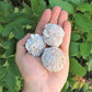 Large Desert Rose Selenite Bud