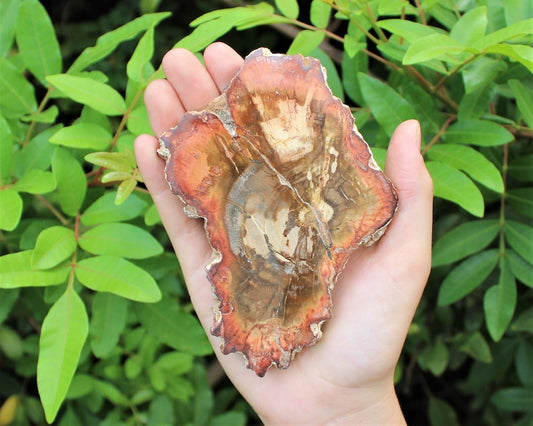 Large Petrified Wood Slabs