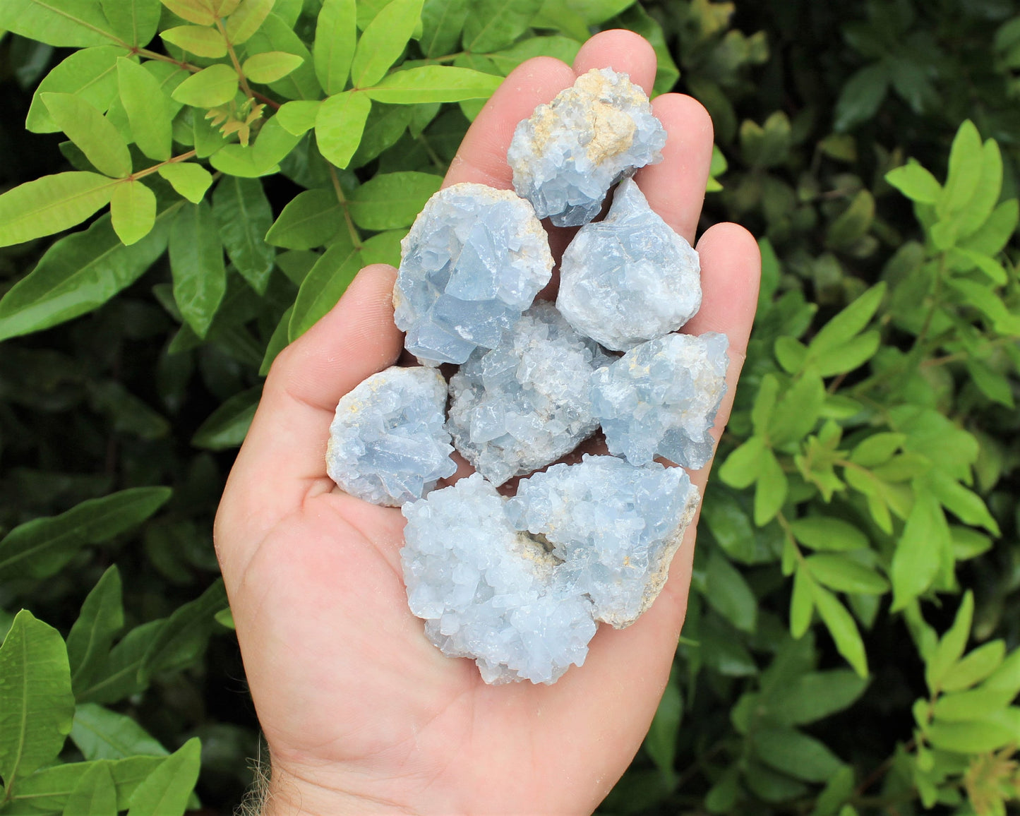 Natural Small Celestite Clusters