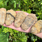 Natural Trilobite Fossils