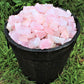 Pack Of 5 Rose Quartz Rough Natural Stones