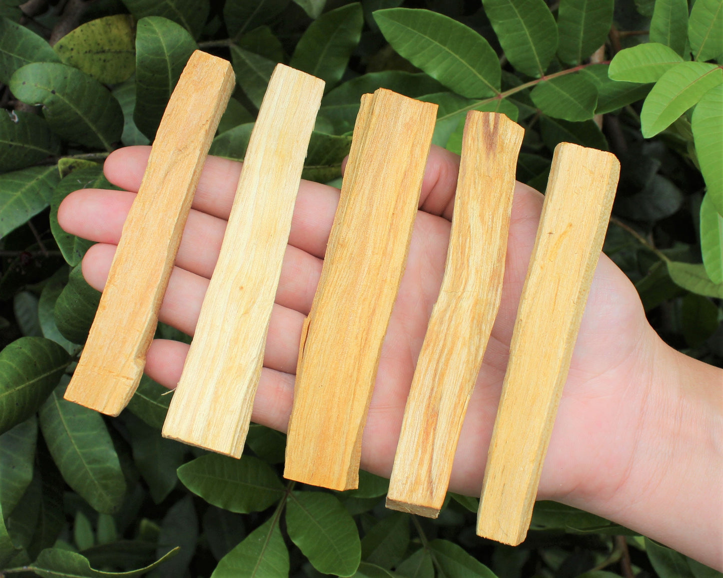 Palo Santo Smudge Sticks