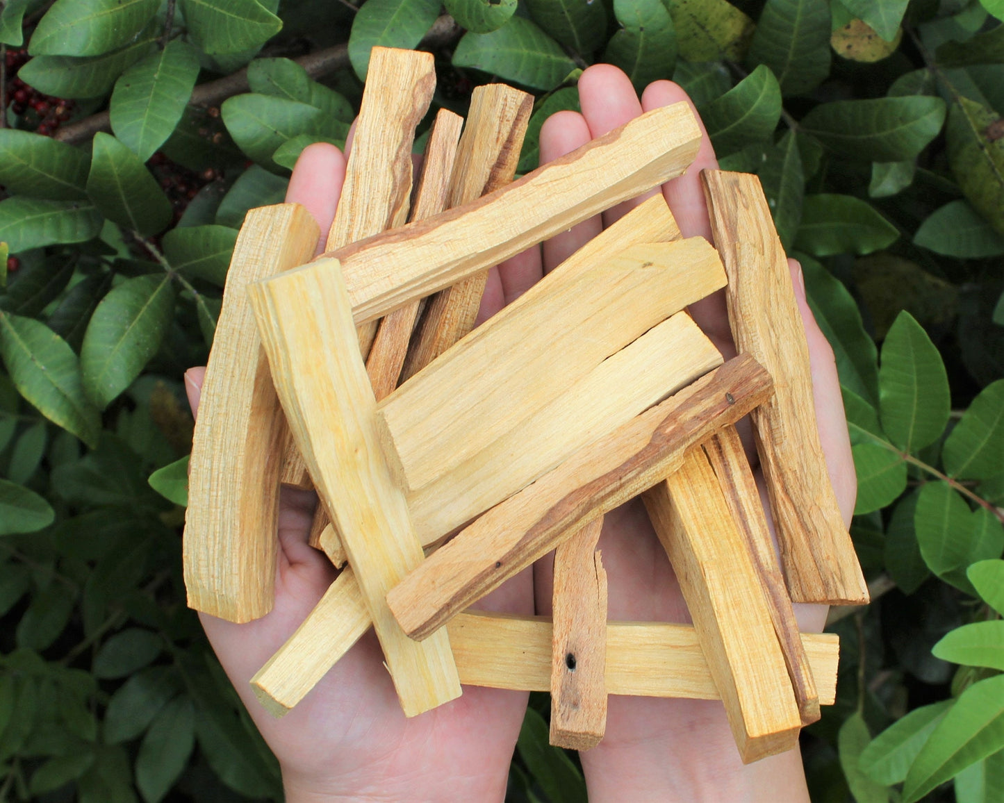 Palo Santo Wood