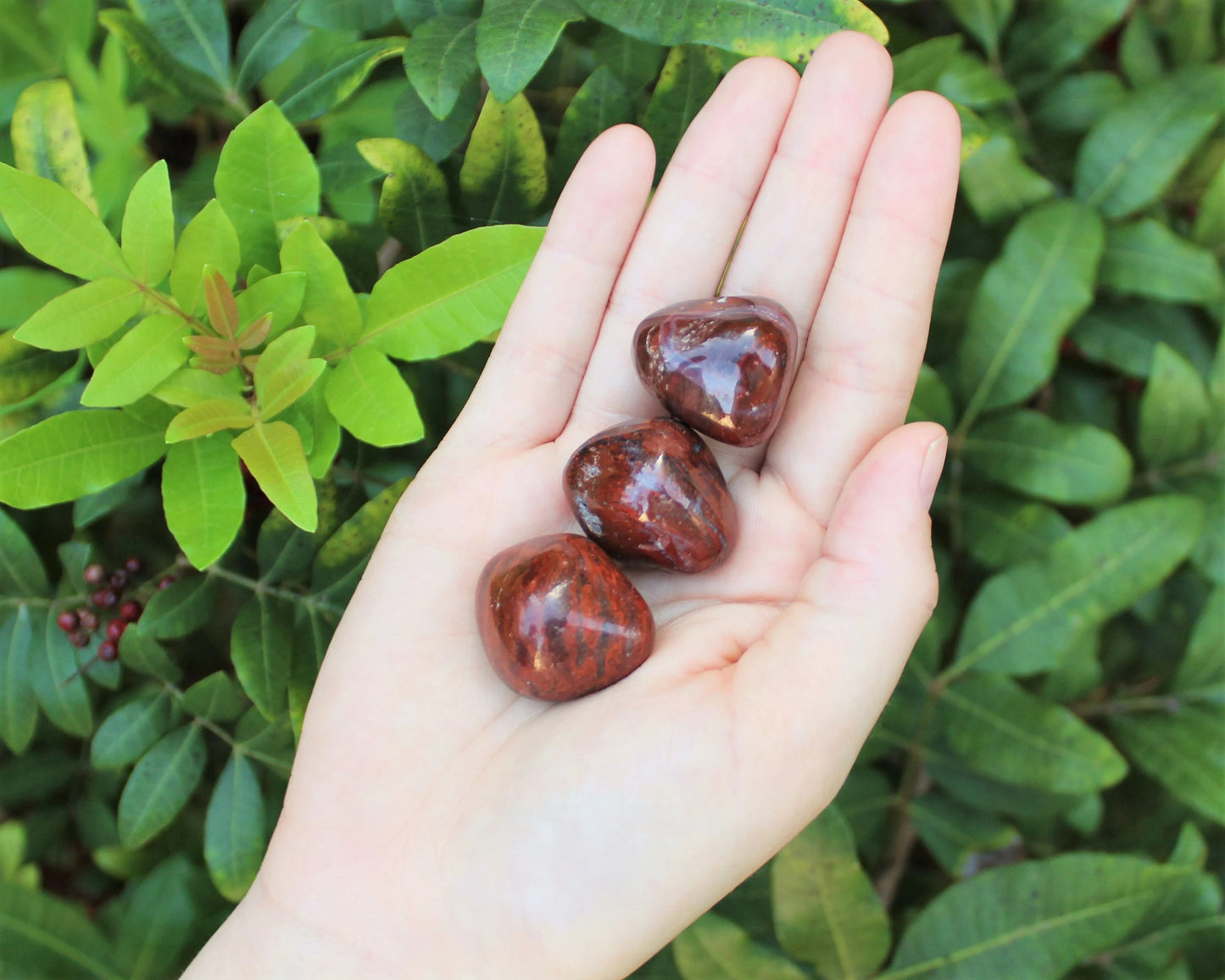 Petrified Wood Premium Grade Tumbled Stones