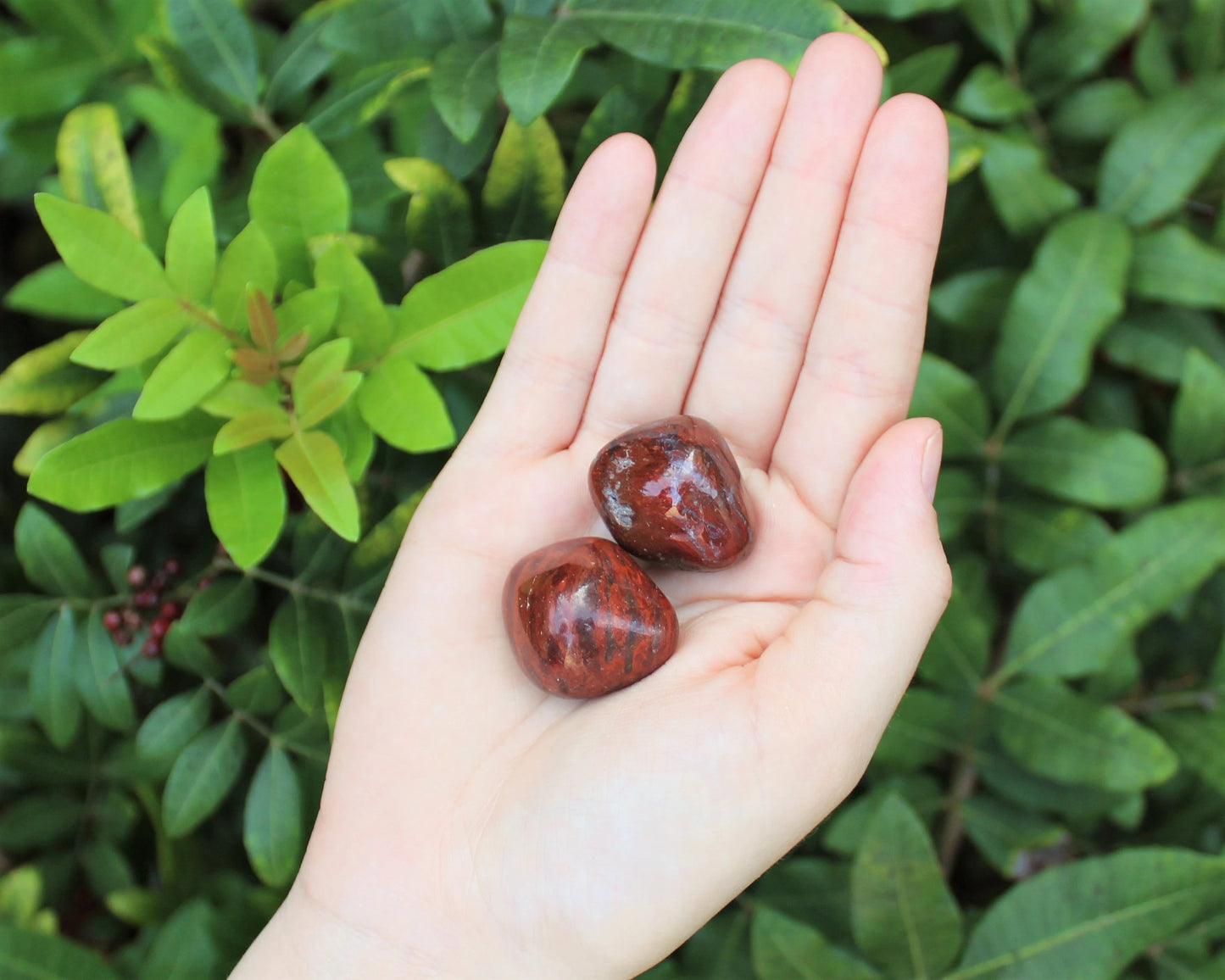 Petrified Wood Premium Grade Tumbled Stones