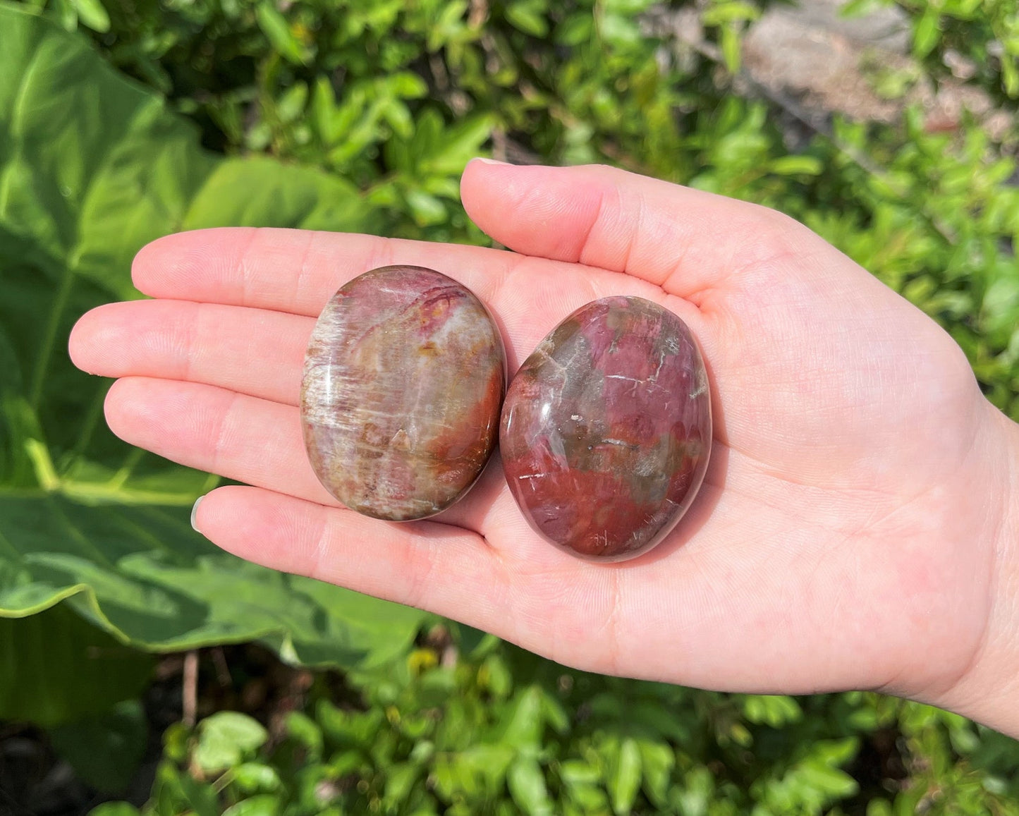 Polished Petrified Wood Stones