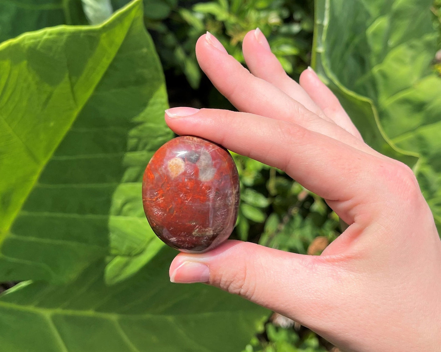 Polished Petrified Wood Stones