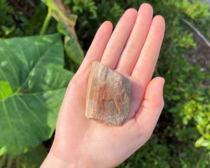 Raw Petrified Wood Natural Stones