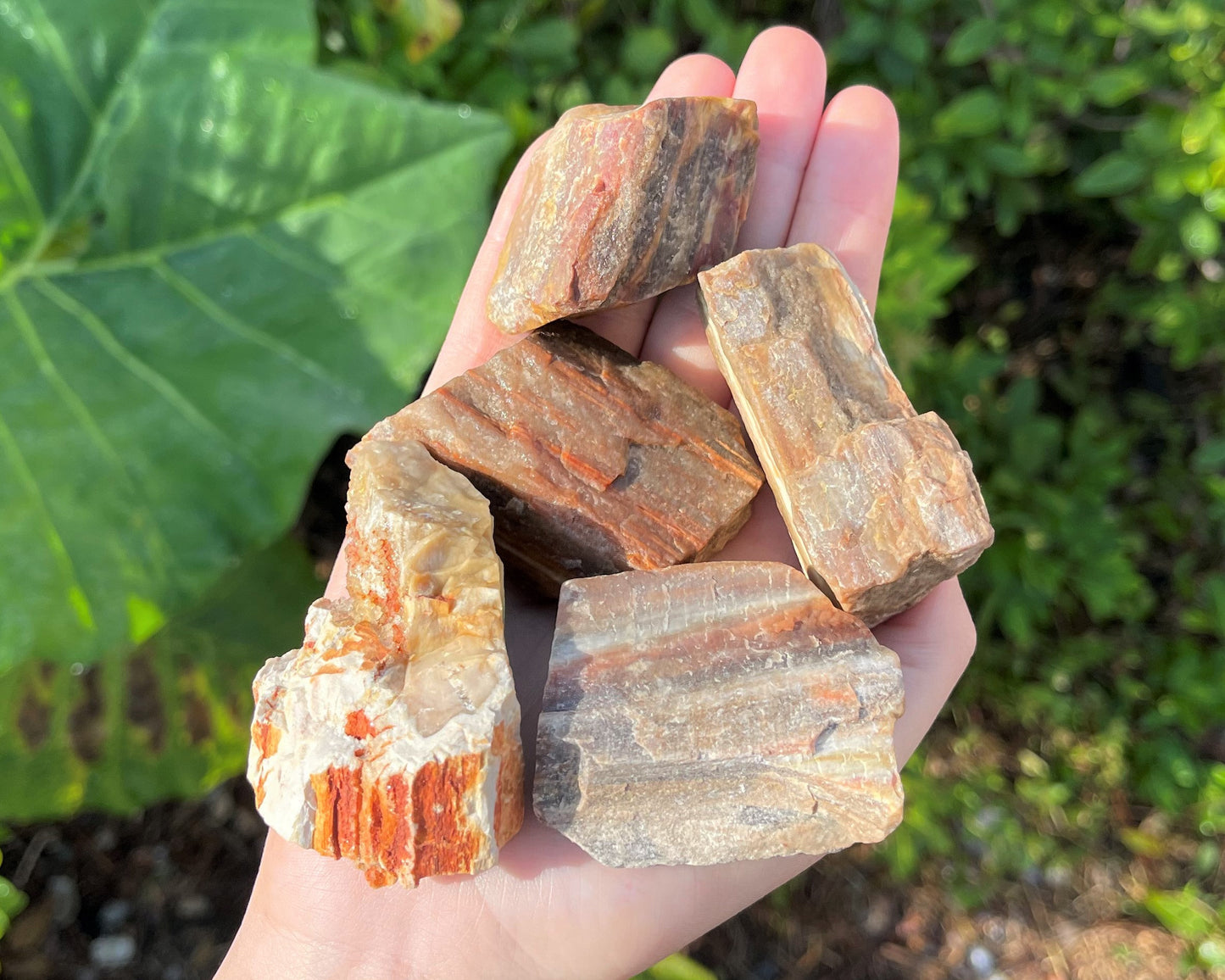 Raw Petrified Wood Natural Stones