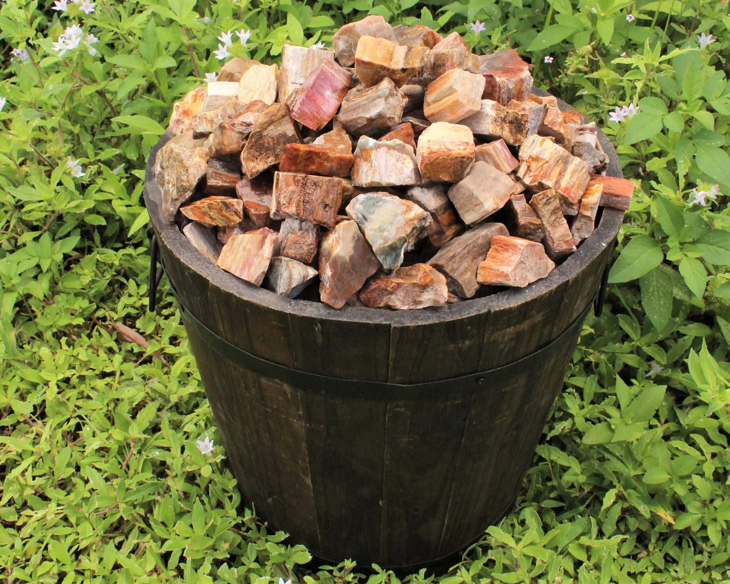 Rough Petrified Wood Natural Stones