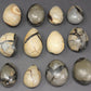 Septarian Egg Stones