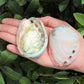 Small Abalone Sea Shell