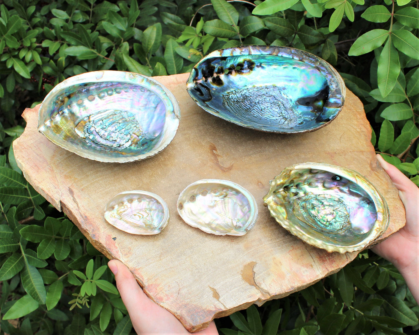 Smudge Abalone Shells