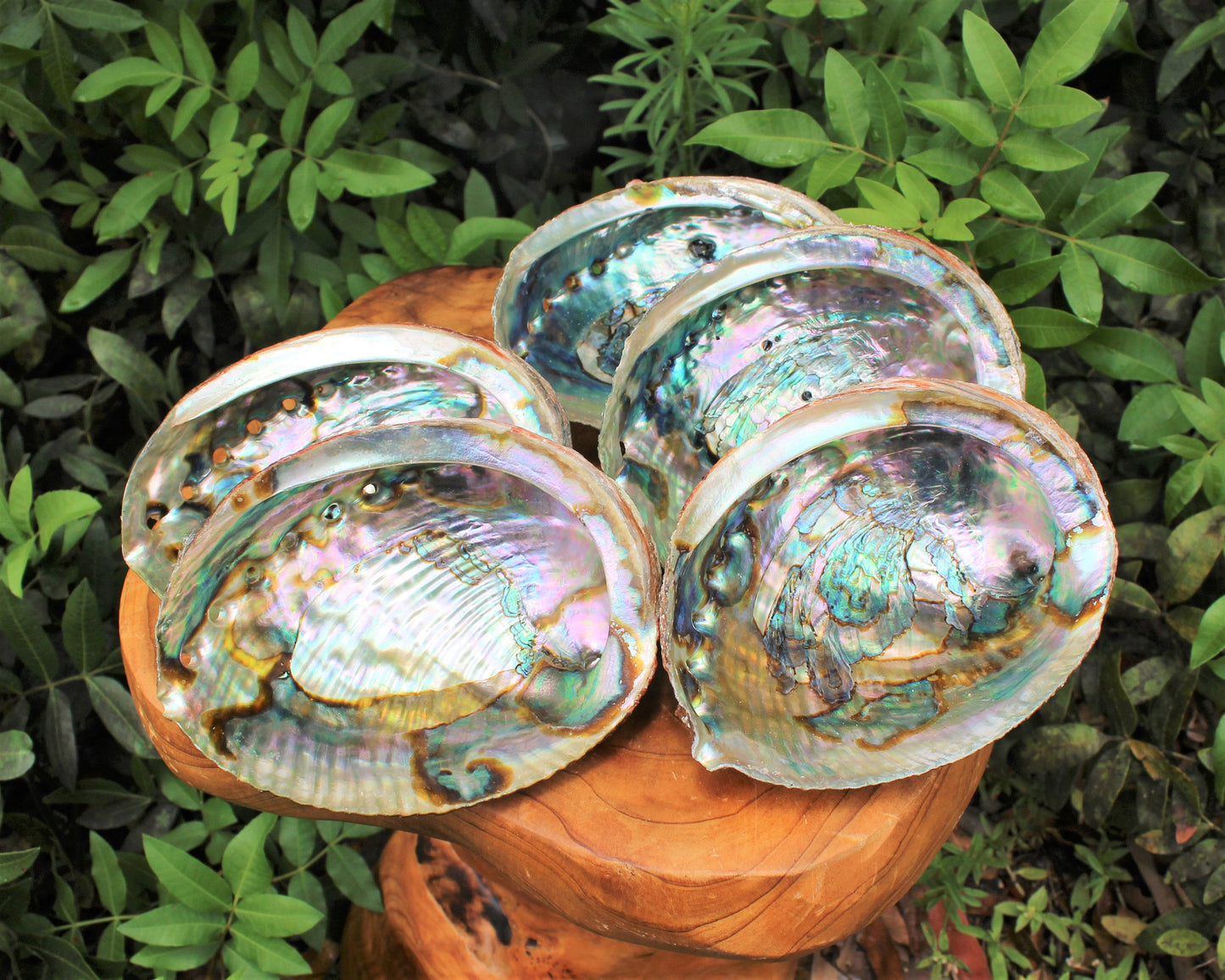 Smudge Abalone Shells