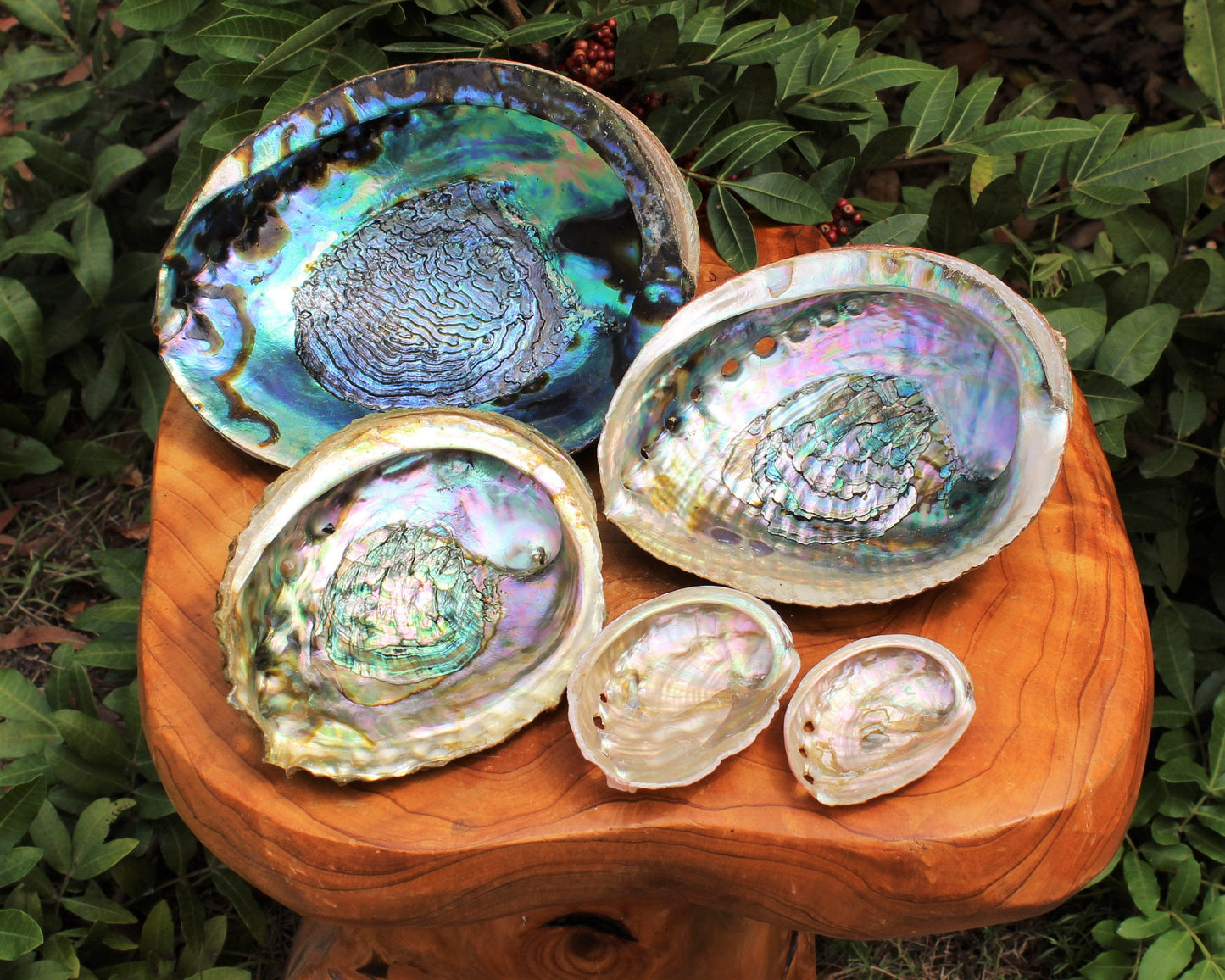 Smudge Abalone Shells