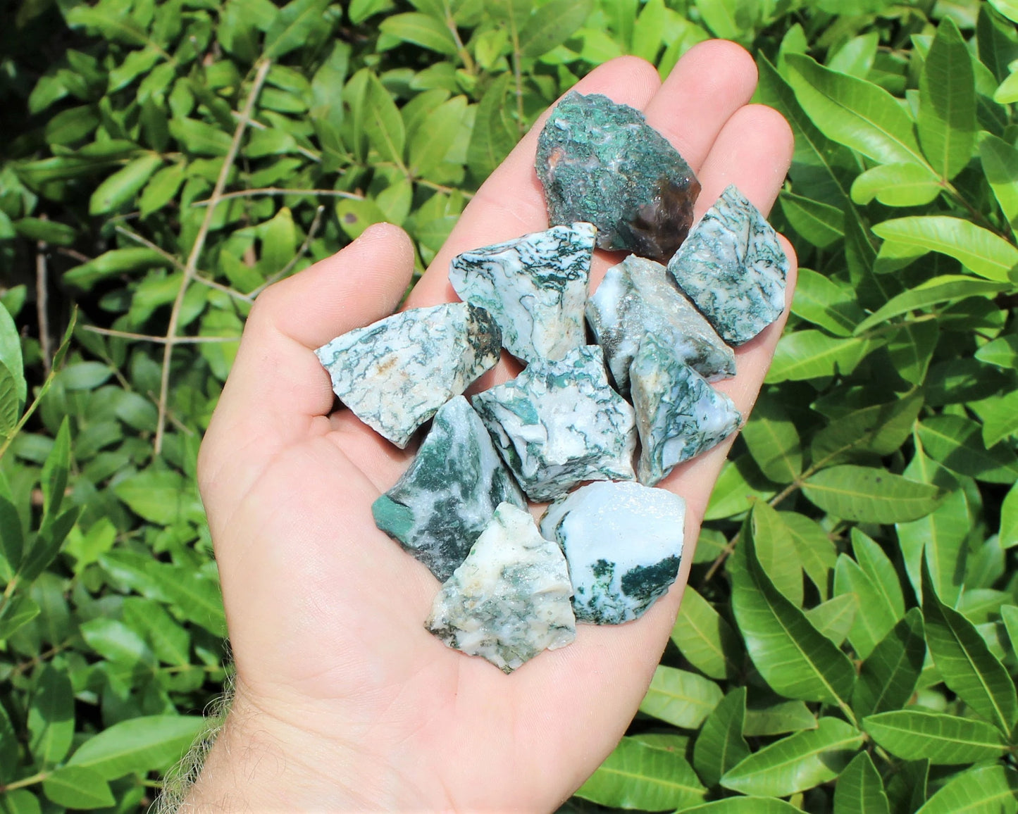 Tree Agate Natural Rough Stones