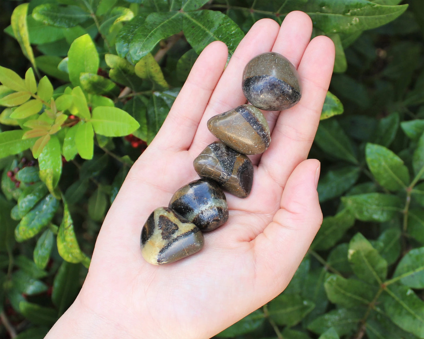 Tumbled Septarian Stones