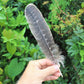 Turkey Feather For Smudging