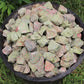 Unakite Raw Natural Stones