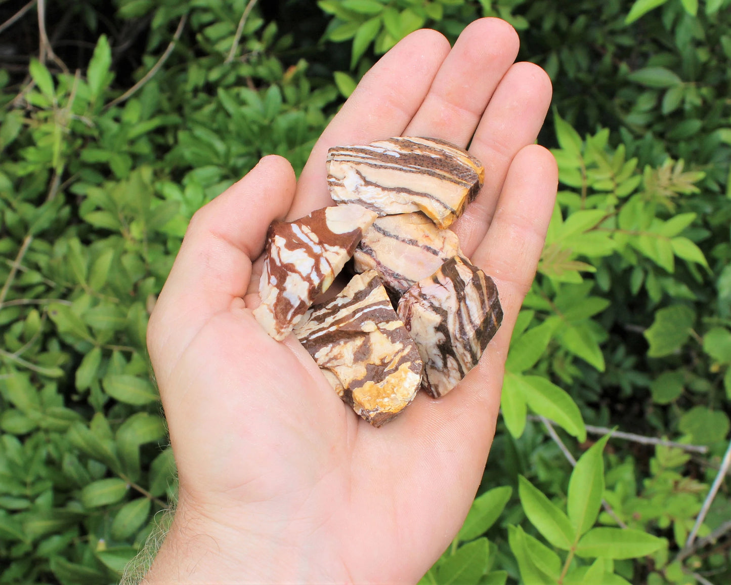 Zebra Jasper Rough Natural Stones