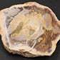 Petrified Wood Slabs Display Specimens
