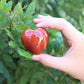 Carnelian Crystal Gemstone