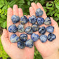 Sodalite Carved Puffed Gemstone